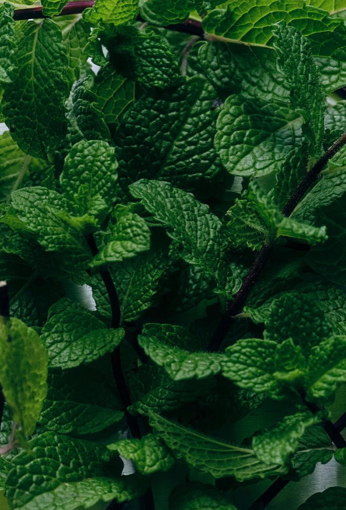 Close-up of fresh green mint leaves with visible stems and textured foliage.