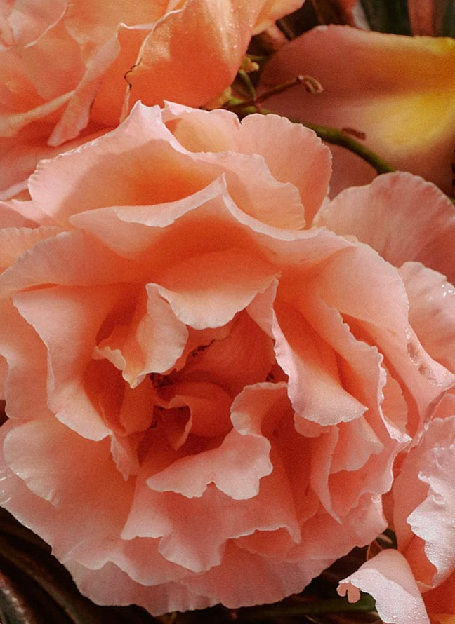 A close-up of a peach-pink rose with layered ruffled petals, surrounded by other soft pink flowers and a few dark green leaves.