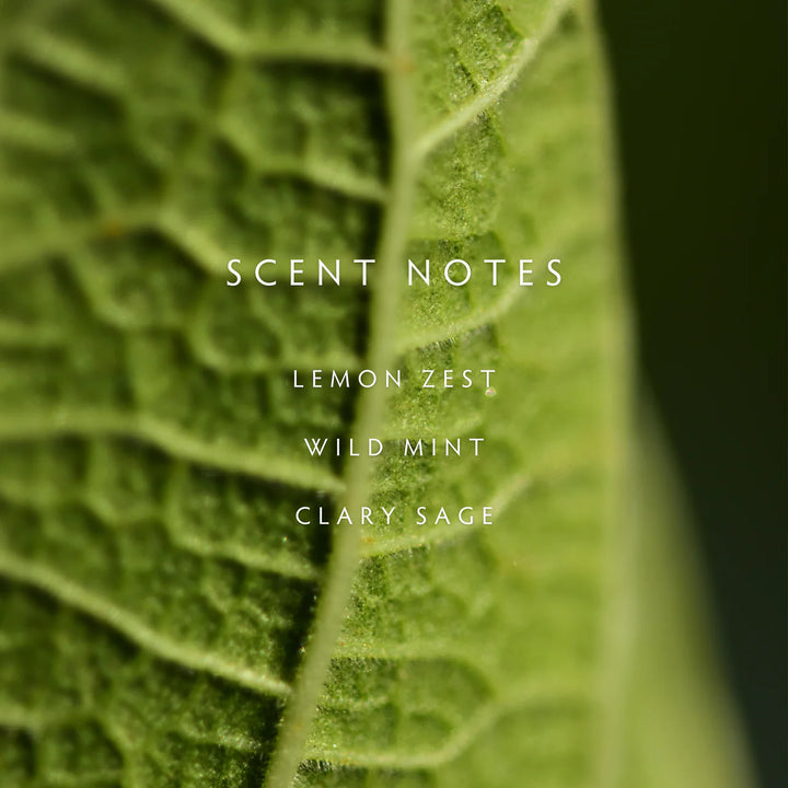 Close-up of a green leaf with text 'SCENT NOTES' and a list of scents on a dark background.